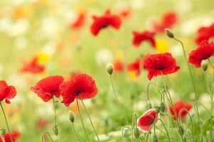 ܼܼŽ۹节2024Ĳ?